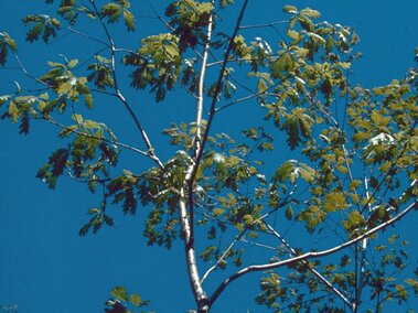 Tall tree with thin branches and few green leaves against a bright blue sky.