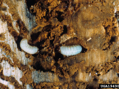 Two white larvae burrowing into brown, textured wood.