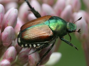 Japanese beetle resting on pink flower buds.