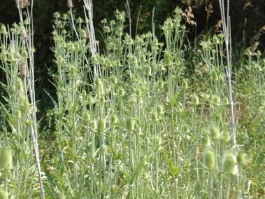An infestation of cutleaf teasel in an open field