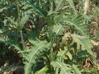The foliage on a cutleaf teasel plant