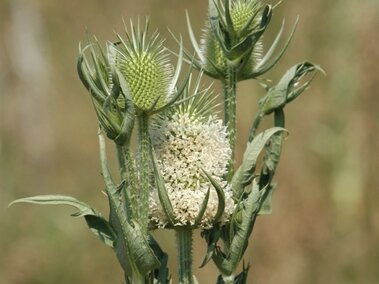 A closeup of a flowering cutleaf teasel seedhead