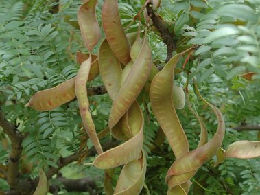 Brown seed pods hanging from a tree with green foliage.
