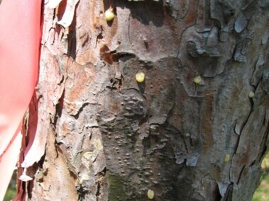 Tree bark with small resin drops and a pink ribbon tied around the trunk.