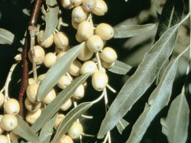 Pale yellow green berries and slender green leaves on a Russian olive branch.