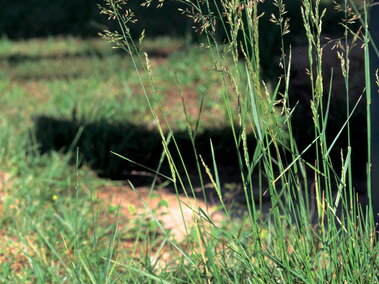 Tall fescue with thin seed heads growing in a natural outdoor setting.