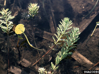 A closeup of the submergent stem and emergent stem and leaves of several parrot feather plants next to a pennywort plant.