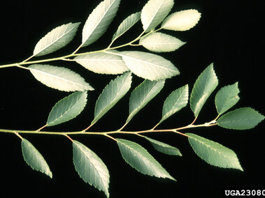 Two branches with green, serrated leaflets against a black background.