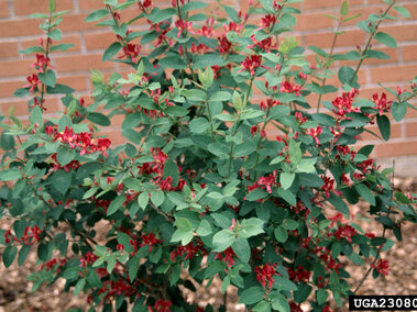 A Tartarian honeysuckle bush with small red flowers in front of a brick wall.