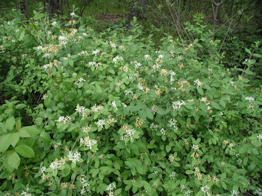 Dense green Morrow's honeysuckle shrub with small white flowers scattered throughout in a natural forest setting.