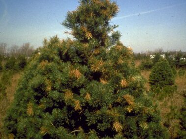A triangular evergreen tree in a field under a clear blue sky.