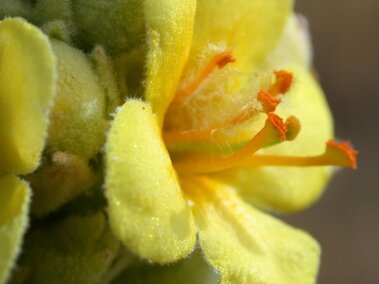 A closeup of a yellow 5-petaled common mullein flower with its 6 sepals visible