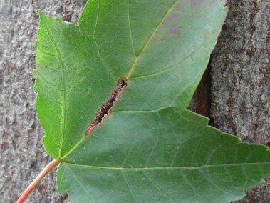 Green maple leaf with a thin, brown stem, resting against rough tree bark.