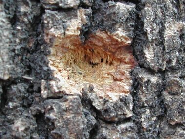 Shallow hole on rough tree bark.