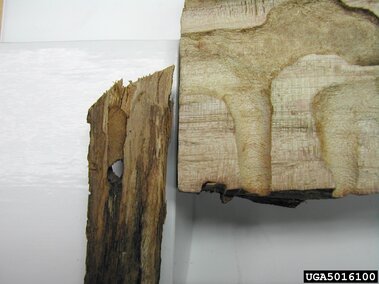 Wood damaged by Asian longhorned beetle, showing grooves and holes on coarse and smooth surfaces.