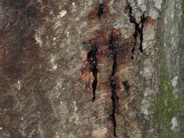 Dark sap oozing from tree bark with patches of moss and discoloration.