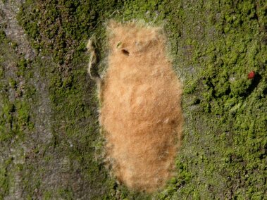 Tan moth egg cluster on tree bark covered in green moss.