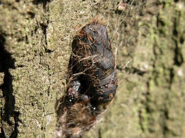Dark insect pupa surrounded by hairs on textured tree bark.