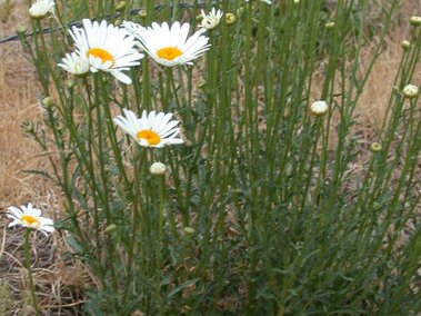 White daisies with yellow centers growing amid dry grass and soil.