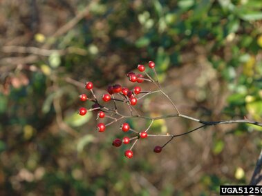 Red berries on thin branches against a blurred, natural green and brown background.