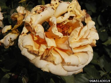 Wilting yellow rose with browning petals against dark green foliage.