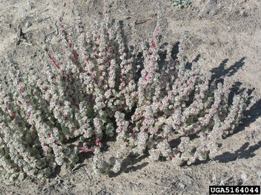 Busy saltlover with numerous slender stems, small pale flowers, and red accents growing in dry soil.