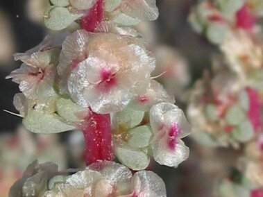 Pinkish-white flowers clustered along a red stem, surrounded by small pale green leaves.