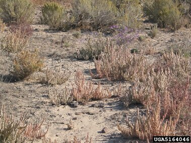 Dry desert landscape with multiple saltlover plants. 
