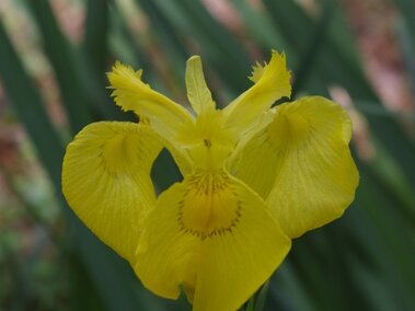 Yellow flag iris flower with detailed petals, surrounded by green leaves in a natural setting.