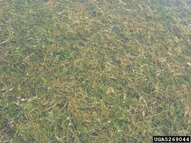 An infestation of curly-leaf pondweed submerged near the surface of a water body.