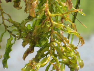 A clump of curly-leaf pondweed foliage.