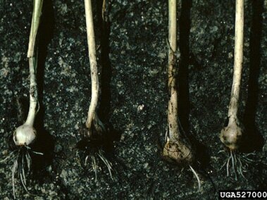 Four small field garlic bulbs with roots on dark soil.