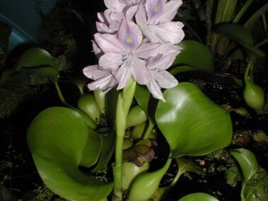 A flowering water hyacinth plant and its foliage emerged above water.