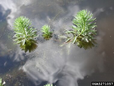 Several parrot feather plants emerged above the water's surface.
