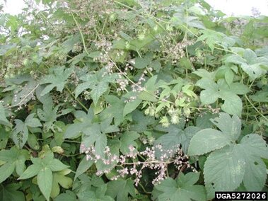 Dense Japanese hops with green leaves and small clusters of pink flowers.