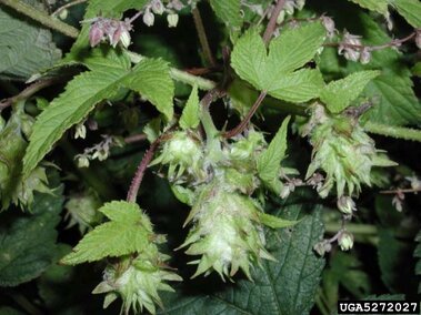Green spiky plant with serrated leaves and clustered buds.