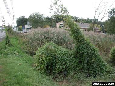 Japanese hops climbing over plants and structure near a residential area with distant buildings.