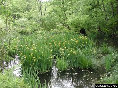 Wetland with tall green plants and yellow flag iris, surrounded by lush trees.