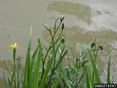 Yellow iris blooms and green buds amidst leaves by murky water.