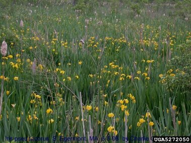 Field of green reeds and yellow iris flowers under an overcast sky.
