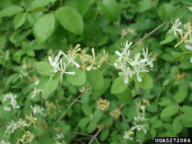 White honeysuckle flowers with green leaves in a lush outdoor setting.
