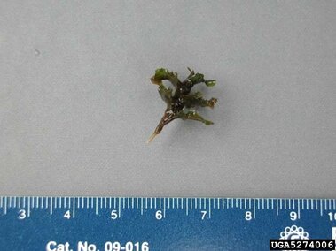 A curly-leaf pondweed turion next to a cm ruler for scale.