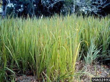 A infestation of cogongrass prior to flowering