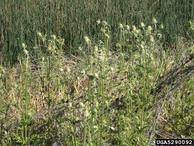 An infestation of blooming cutleaf teasel plants in an open field adjacent to a wetland