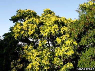 Flowering tree of heaven against a clear blue sky.