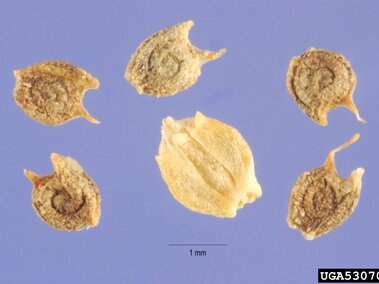 Six tiny seeds with textured surfaces on a blue background, one seed is lighter and central.