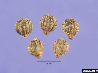 Five small, brown seeds with textured surfaces on a purple background. Scale indicates 5 mm.