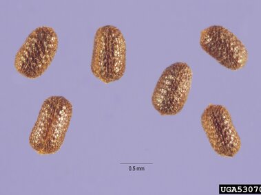 Six brown, textured seeds on a light purple background with a size scale of 0.5 mm.