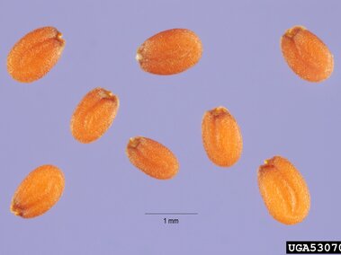 Small, oval, orange-brown seeds against a purple background with a scale indicating 1 mm.