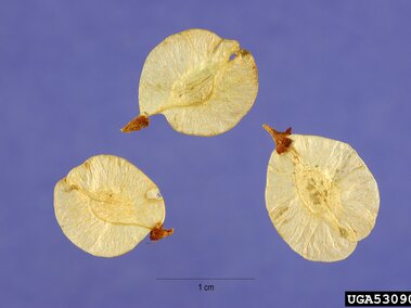 Three pale, oval tree seeds with textured surfaces and small brown tips on a purple background.